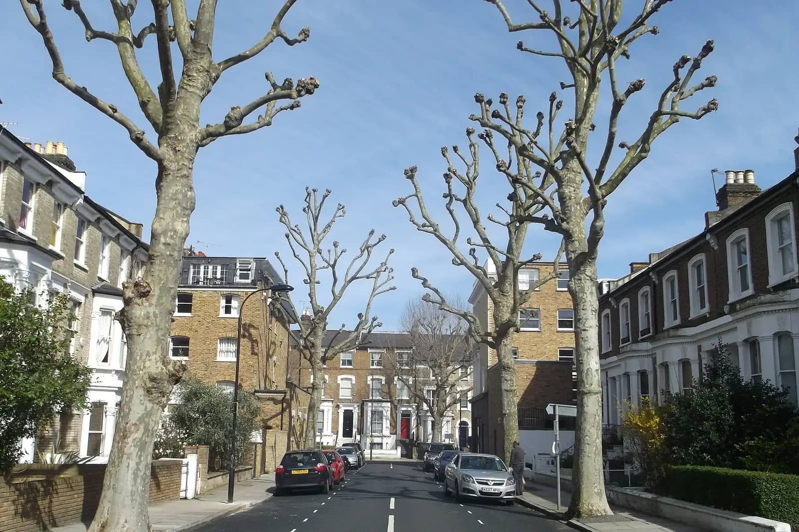 Amor Road in Hammersmith with pollarded plane trees and yellow-brick Victorian terraces either side, a few parked cars